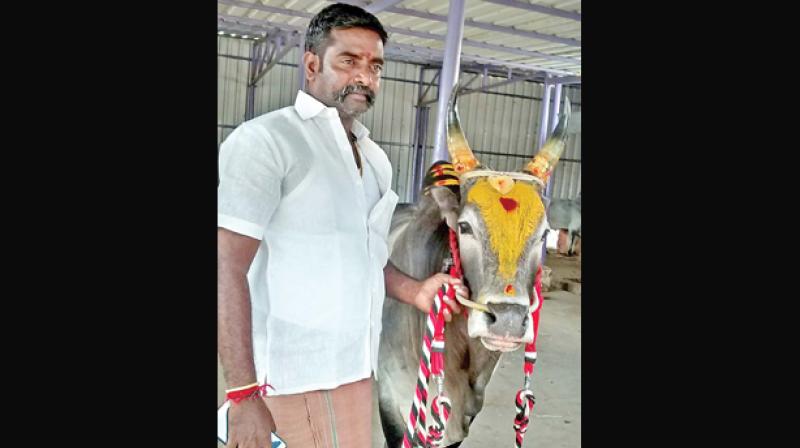 Kathan along with his renowned bull Komban.