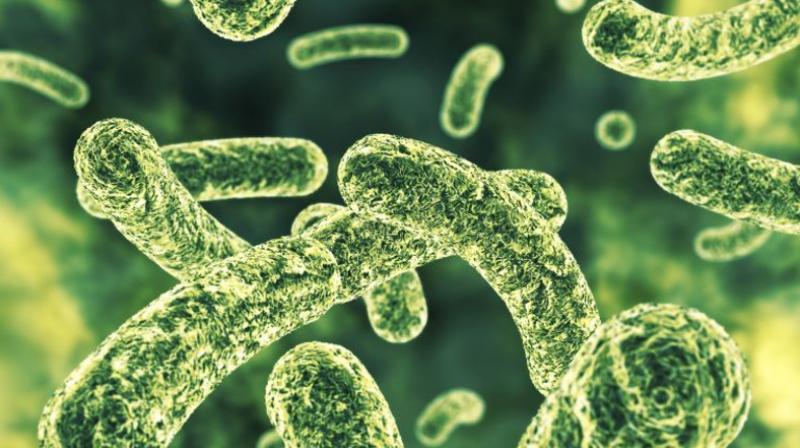 Salmonella infections often cause diarrhoea, fever and abdominal cramps (Photo: AFP)