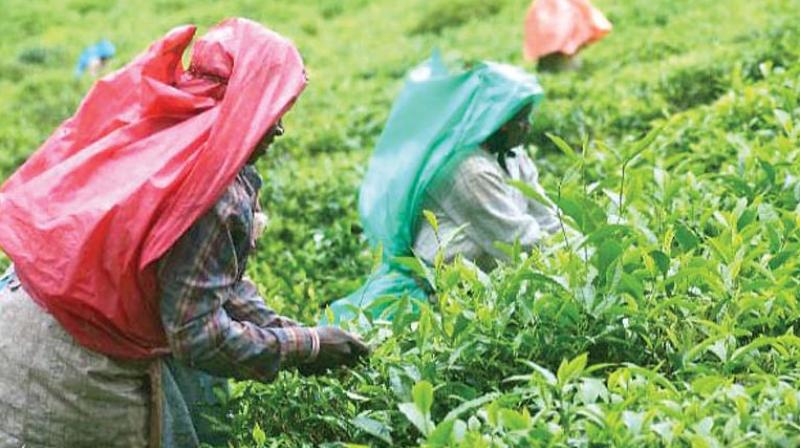 Small tea growers(STG), who constitute the bulk of farming community in Nilgiris, have begun their proposed eight-phase stir by staging a demonstration on Thursday at Yedakad village.