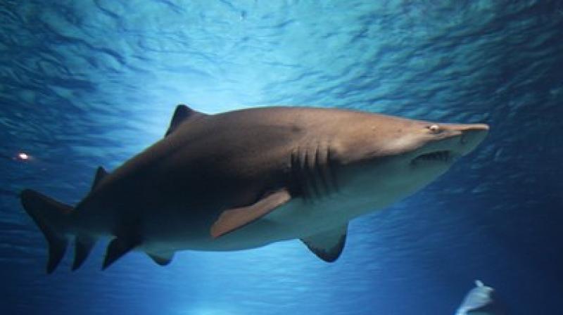 The Environment Ministry said Friday the woman was killed the previous day by a tiger shark off the remote island. (Photo: Pixabay)