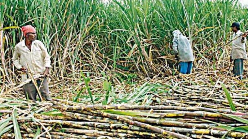 The state government on Thursday assured the agitating farmers that it would take steps to immediately disperse the arrears of the cooperative sugar mills to sugarcane farmers while private sugar mills would be asked to pay the pending arrears as per the Centres fixed fair and remunerative price (FRP).