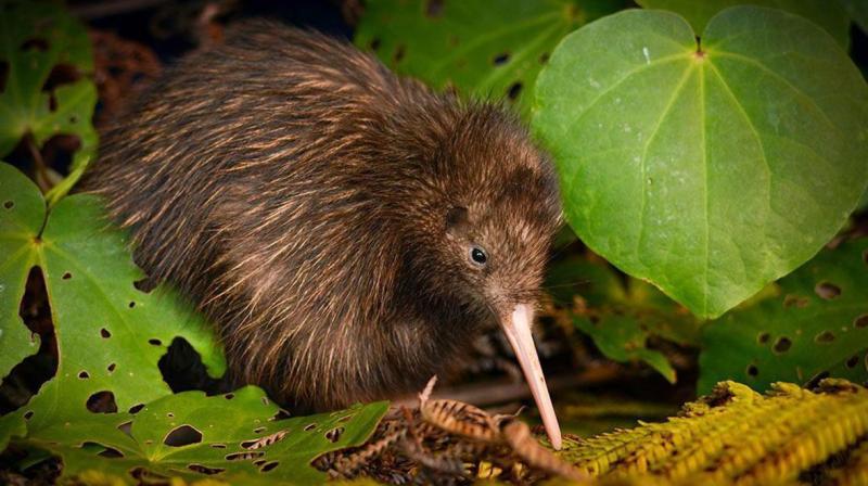The number of Okarito kiwi has risen from 160 in 1995 to 400-450 now, and Northern Brown kiwi numbers are also climbing, the IUCN said. Photo: AP