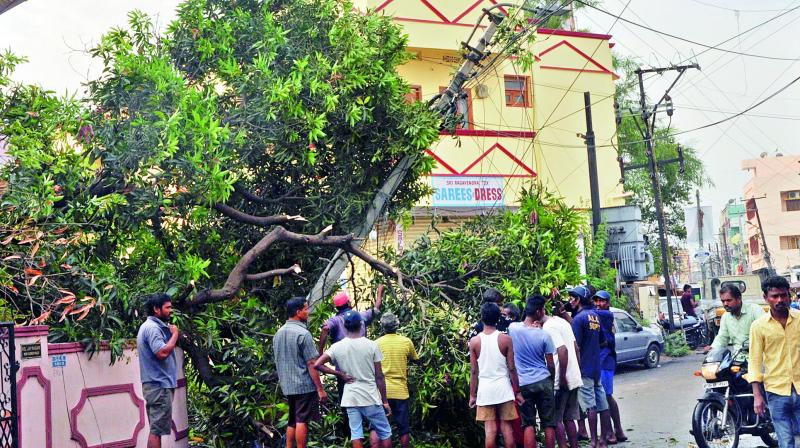 Discom officials  ask citizens, who have huge trees in their compound, to have them pruned before monsoon begins.