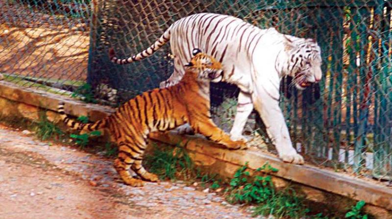 Tigers at Bannerghatta National Park