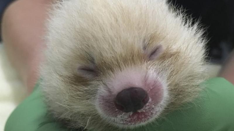 Red pandas are endangered, and only 50 percent of newborns survive more than a month. (Photo: AP)