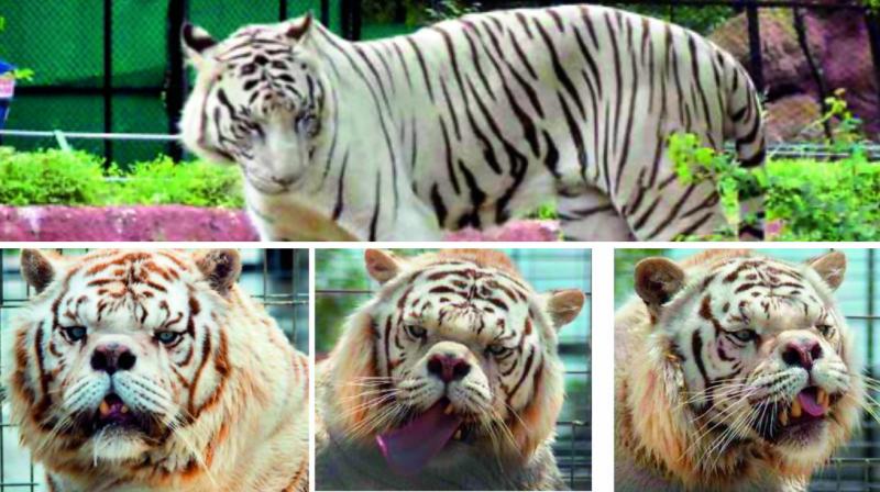 A white tiger (top) at the Hyderabad zoo and bulldog-faced white tiger (above), due to inbreeding.