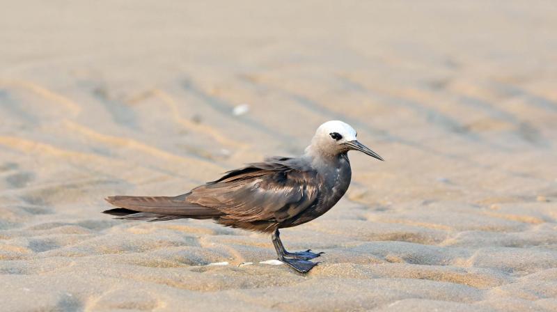 A Lesser Noddy spotted at Pulicat lake.	(Photo:DC)