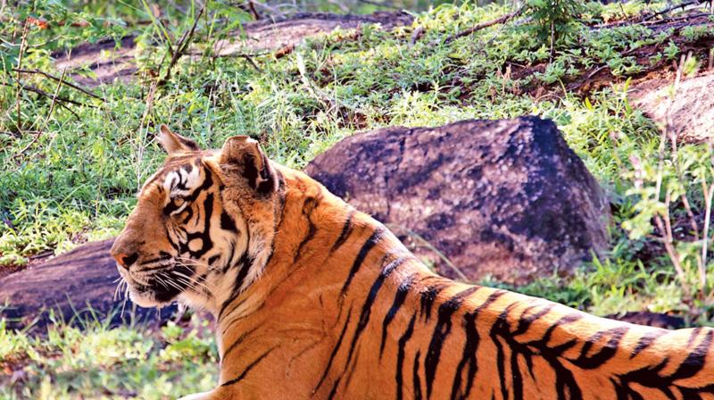 Tigers at MTR woods.  (Photo:K.B.Nagenthiran)