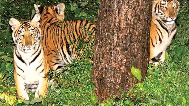 Tiger cubs at Theppakadu road in MTR jungles. (Photo:Prakash)