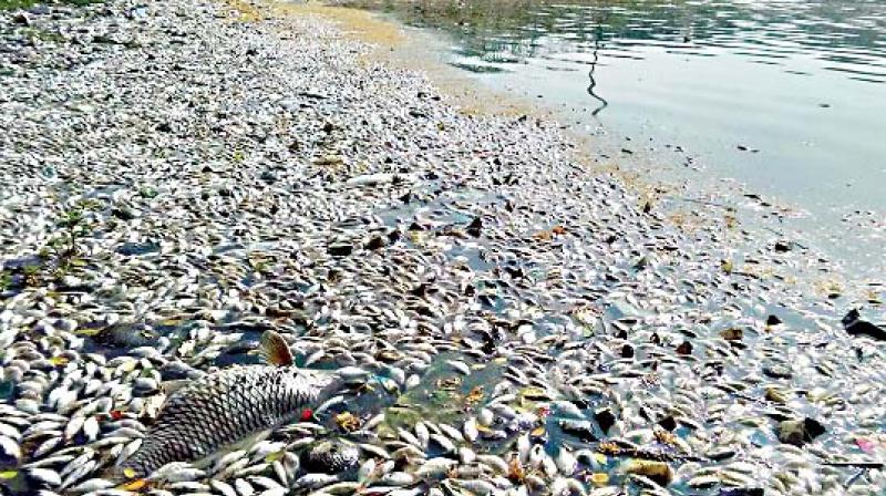 Thousands of dead fish at Ulsoor Lake. For representation ony