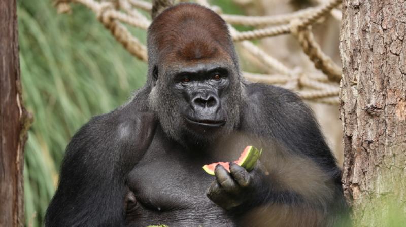 The male gorilla, Kumbuka, was subdued by a tranquilizer gun (Photo: AFP)