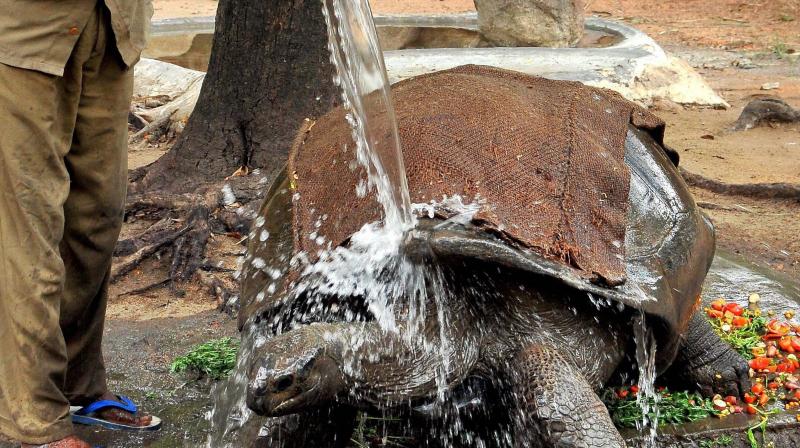 An animal keeper showers water on a tortoise as the mercury level rises at Nehru Zoological Park in Hyderabad. (Photo: PTI)