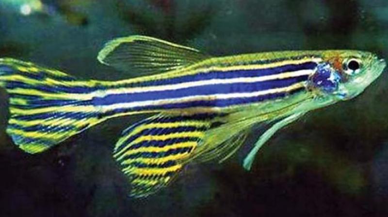There are 40 laboratories in the country which are testing and researching on cell biology in the zebra fish.