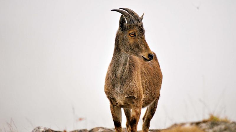 Nilgiri Tahr is an endangered, hoofed mammal endemic to the Western Ghats.