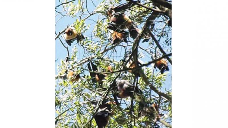 Colony of fruit bats spotted in Coonoor. 	   Image: DC