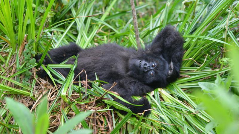 In Photos: Animals who grabbed headlines this week