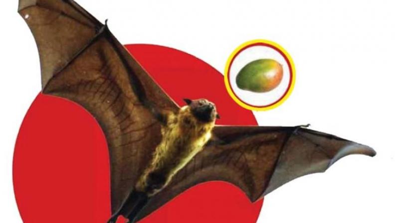 Nipah virus spreads by consuming infected fruits like mango and fresh date palm sap contaminated by bats and also by coming in direct contact with an infected patient and sometimes infected pigs.