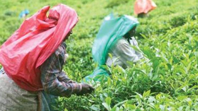 Tea planters of Darjeeling approached Tea Board seeking financial assistance due to loss of the premium second-flush crop.
