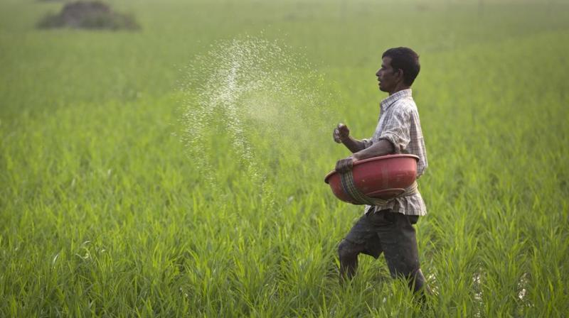 The government will introduce direct benefit transfer (DBT) of fertiliser subsidies in five more states, including Punjab in December. (Photo: AP)