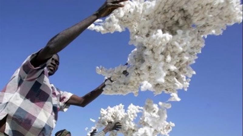 India is likely to export nearly one-fifth less cotton than previously estimated as pink bollworms are set to eat into the south Asian countrys output which was expected to hit a record. (Photo: AFP)
