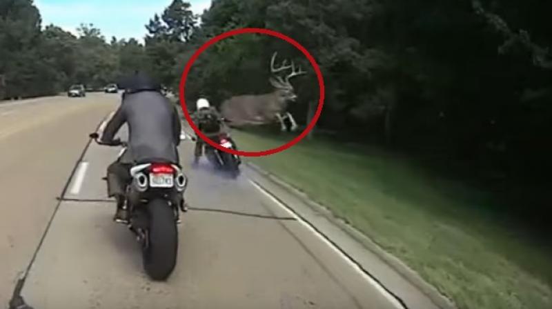 The deer simply vanished in a flash before anyone could understand what happened (Photo: YouTube)