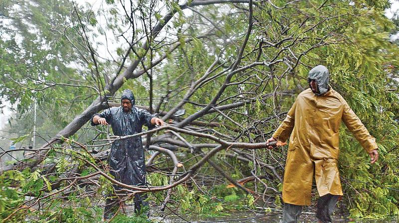 Trees uprooted duing Vardah.