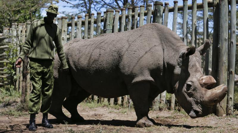 A ranger takes care of Sudan, who was the worlds last male northern white rhino, at the Ol Pejeta Conservancy in Laikipia county in Kenya. A southern white rhino has become pregnant through artificial insemination at the San Diego Zoo Safari Park  giving hope for efforts to save a subspecies of one of the worlds most recognizable animals. (Photo: AP)