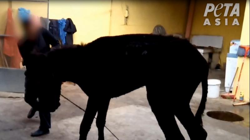 Cruelty on animals: Video of donkeys being killed for Chinese medicine