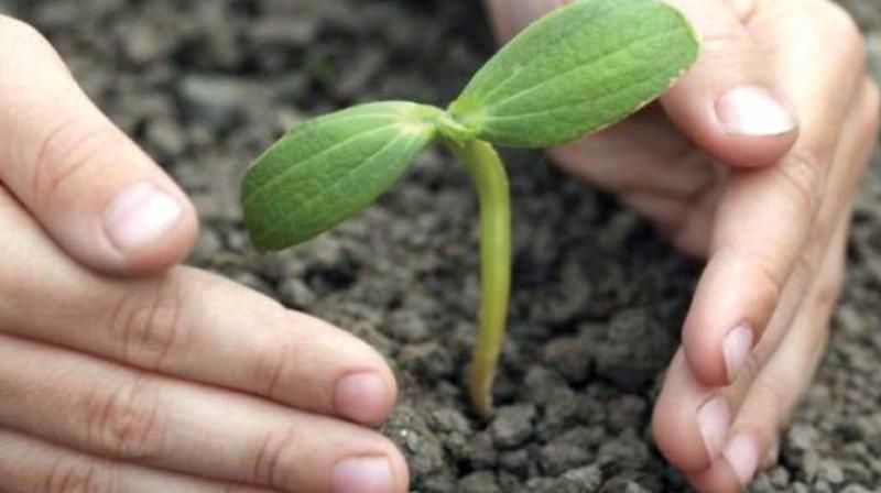 With the addition of the 5 lakh saplings, the civic body will have planted 2 crore saplings over last three years in the city. (Representational Images)