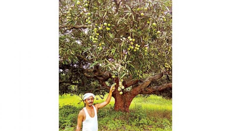Syed Ghani khan in his mango orchard