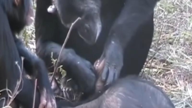 A female chimpanzee sitting down near the dead body of a young male, selecting a firm stem of grass, and intently removing debris from his teeth. (Photo: Youtube)