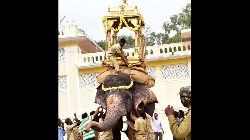 Mahouts fasten 750 kg wooden howdah on Arjuna  for rehearsal of Jumbo Savari.