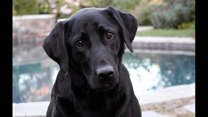 Woman admitted that she was in possession of extreme pornographic images depicting in an explicit way a woman having sex with a dog.