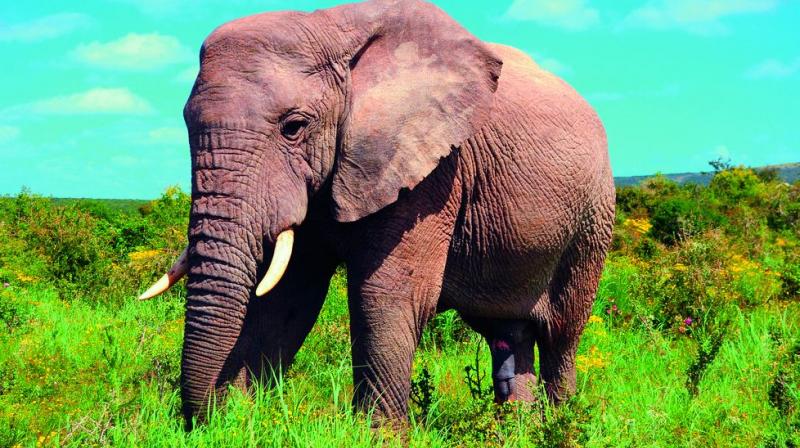 Poachers target tusked elephants, the tuskless gene is being passed on to babies.