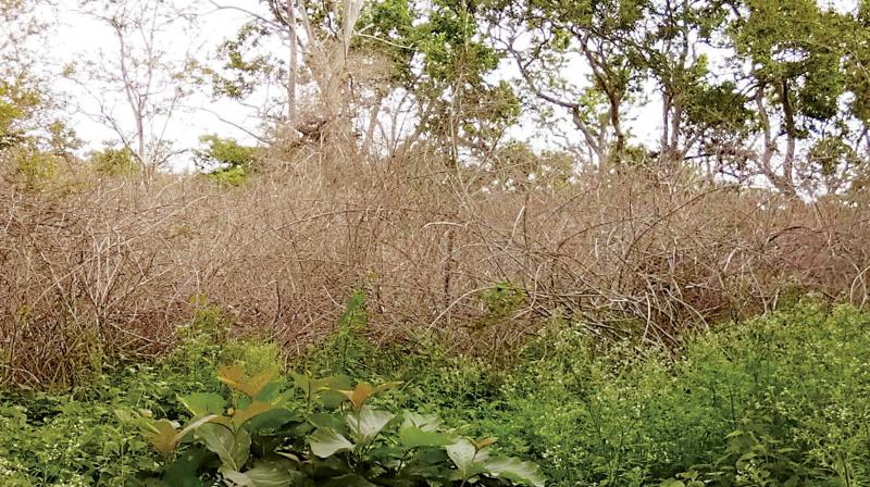 A view of worm infested lantana withering in Bandipur National Park