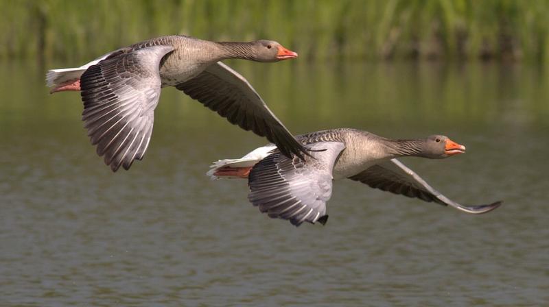 Colder years mean more mothers abandon nests after failing in early incubation, or do not breed at all.