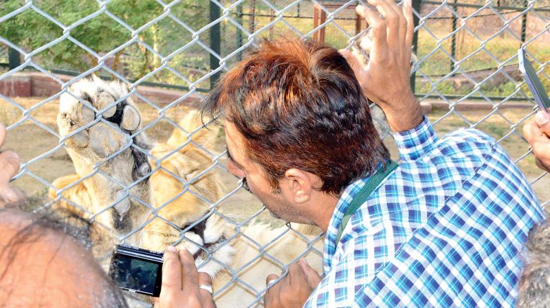 Veterinarian  S.S. Rathod interacts with  the Asiatic lion Kailash. The lion cub was  reared by the doctor from day one of his birth. (Photo: DC)