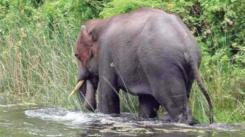 Wayanad Wildlife Warden N.T. Sajan said the seasonal elephant migration to the Wayanad Wildlife Sanctuary  in search of water has started from across the borders.