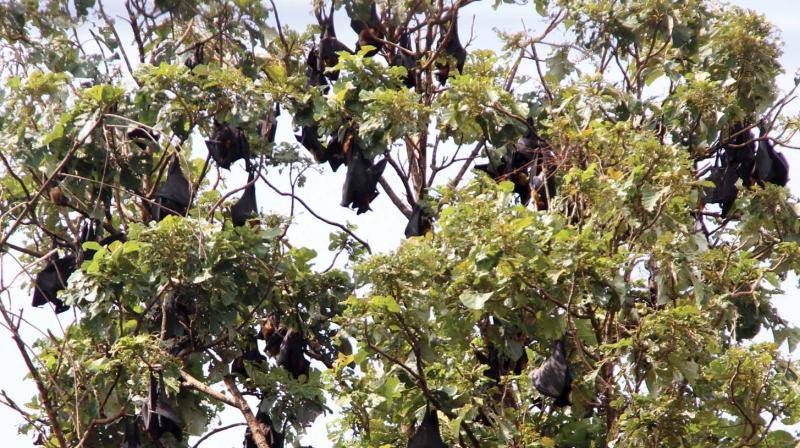 A group of bats found on a tree near Ikkanda Warrier Road in Thrissur on Tuesday. With the Nipah virus scare, the bats are creating concern for the shopkeepers, local residents and tourists alike. (Photo: DC)