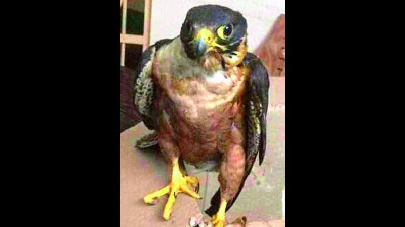 The Preregrine falcon was deported to Nandankanan by a car from Semiliguda.