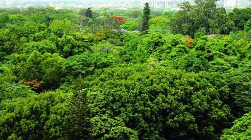 The illegal felling of mangrove forests has become rampant. The illegal felling of mangrove forests has become rampant.