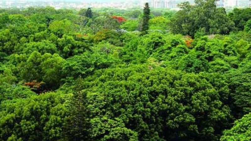 The illegal felling of mangrove forests has become rampant.