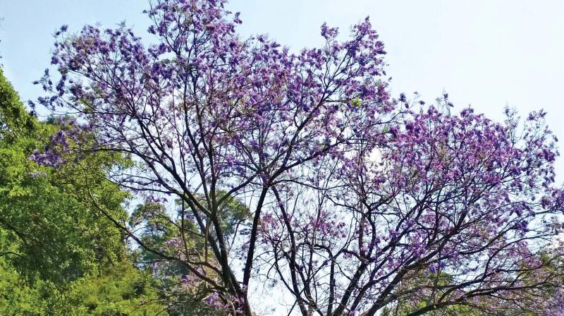 Bloom of Jacaranda flowers has brought colours and elegance to the hills of Nilgiris.  (Photo: DC)