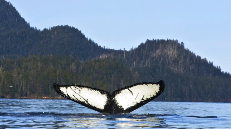 In Photos: Animals who grabbed headlines this week