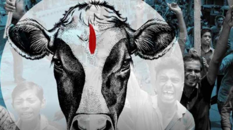 The existence of the extortion racket being run in the name of protecting cows came to the light following lynching of 28-year-old Rakbar alias Akbar Khan recently by a group of people in Alwar on suspicion of his involvement in cow smuggling. (Representational Image | PTI)