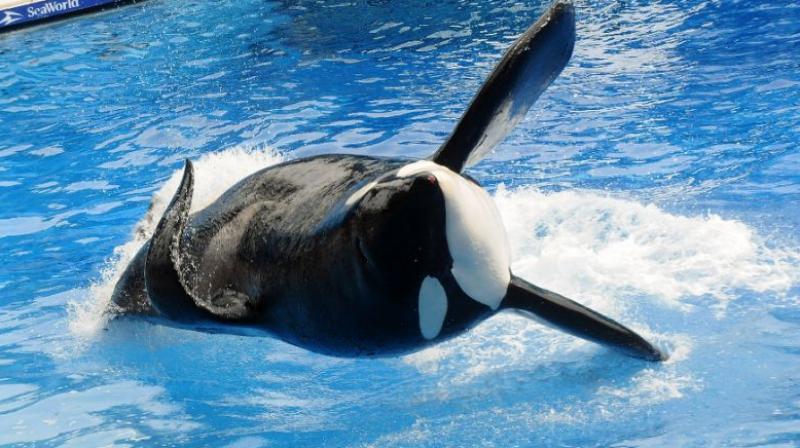 Tilikum, an orca whale made famous by the US documentary \Blackfish\, died at the age of 36 on January 6, 2017. (Photo: AFP)