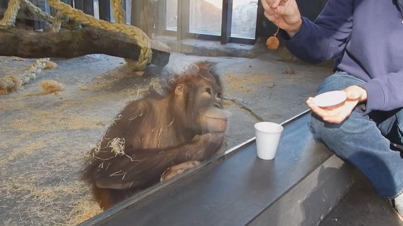 A video clip shows the primate watching with interest as a visitor tries to do a small magic trick from the other side of the glass. (Credit: YouTube)