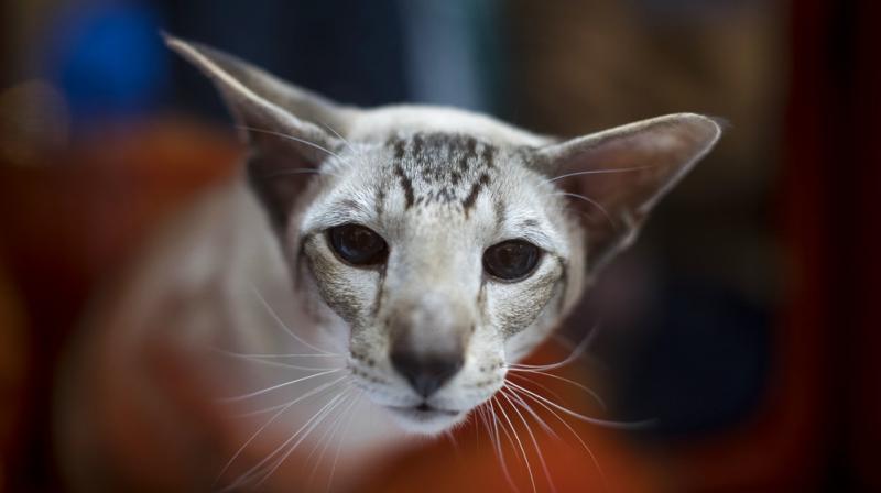 In photos: Animals who grabbed headlines this week In photos: Animals who grabbed headlines this week