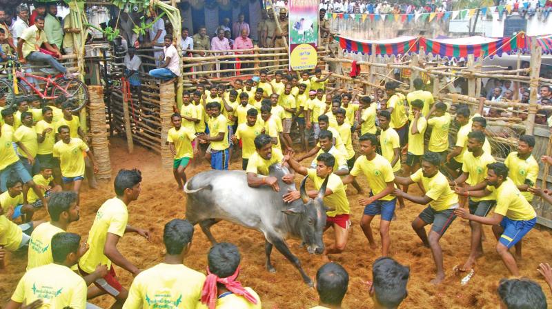 Youth wearing yellow shirts, selected for taming the bull surround the Vadivasal to pounce upon the bull.