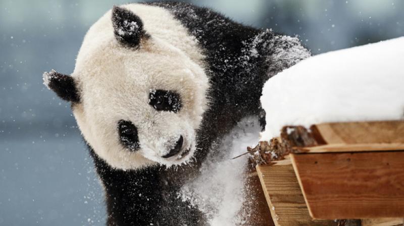 China agreed to loan the pandas for 15 years as a gift to Finland. (Photo: AP)